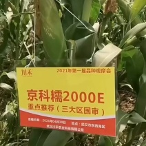 国审京科糯2000E甜味糯京科糯609甜加糯玉米