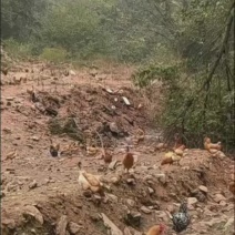 土鸡蛋