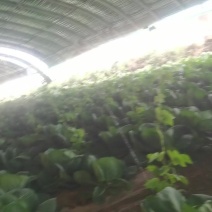 包包菜