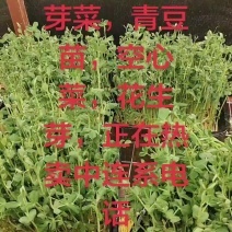 水陪苗芽菜