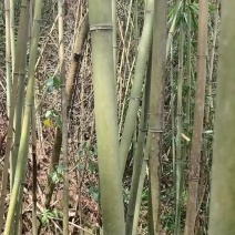 竹子