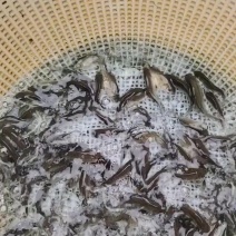 各种鱼苗