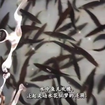 桂花