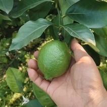 柠檬