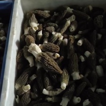 羊肚菌干货
