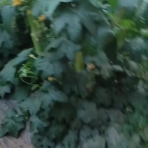 白玉丝瓜