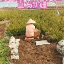 龙柏两年苗龙柏工程苗龙柏基地批发根系发达好成活