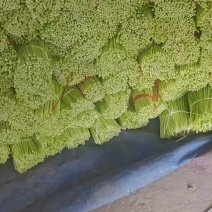 淮阳红泡蒜苔大量上市，有想要的老板请联系。