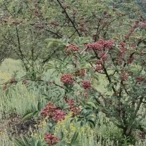 凉山高海拔红花椒