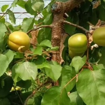 山西金太阳杏