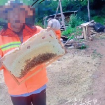 陇南五蜂蜜