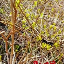 张家界莓茶