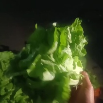 意大利生菜