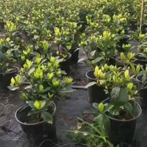 栀子花腾地处理