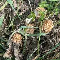 野生羊肚菌
