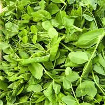 豌豆苗