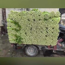 芹菜蔬菜代办/金乡大棚蔬菜产地直供