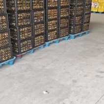 金钻17号凤梨对接各大平台，市场，电商一件代发欢迎订购