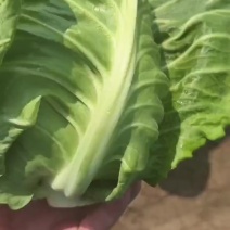 牛心甘蓝，大量上市，支持视频看货，一手货源，欢迎来电