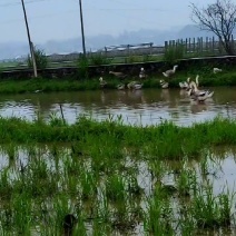 特大种放养稻田里老狮头鹅