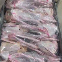 肉食鸽5-6两现货两千只