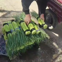 蒜薹