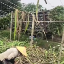 广东清远甘蔗产地助农直发全国各地
