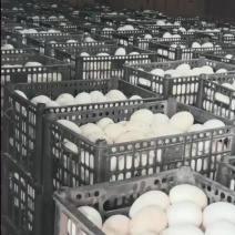鹅种蛋/商品蛋/鹅苗均电商一件代发