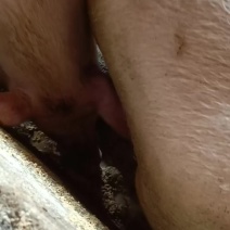 土猪