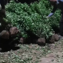 卫矛球绿篱苗适合大西北种植卫矛球耐盐碱抗寒好成活