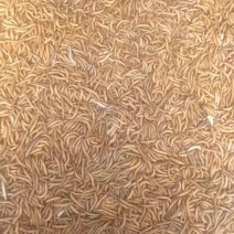 黄粉虫，面包虫