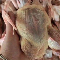特别提示乳鸽