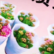 长寿花