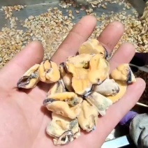 单冻海虹肉