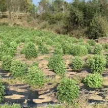 野菊花