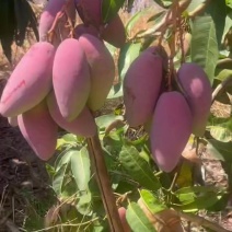海南/热带水果/芒果/贵妃芒/可对接市场/社区团购/电商