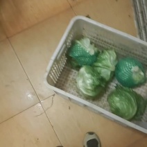 生菜球球生菜无破损无黄边