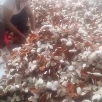 广西浦北茶枝柑东后大红
