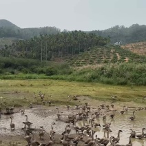 海南保亭特产散养六弓鹅山间溪水长大