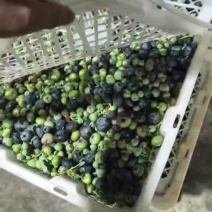 蓝莓冻果