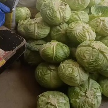 扁平包菜卷心菜新鲜农家现摘现发莲花白。