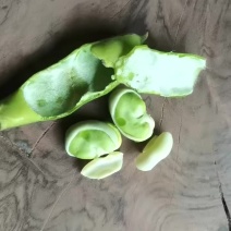 新鲜蚕豆