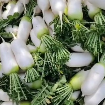 青头萝卜