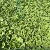 球生菜有看上都老板可以联系
