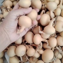 独把葫芦量大价格美丽