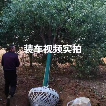 黑土香樟