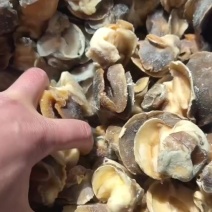 香螺肉