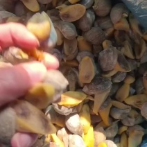 鲍鱼螺