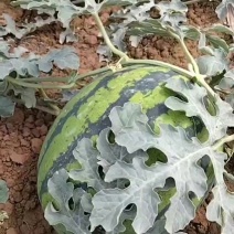 甜王电商西瓜
