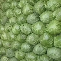 精品甘蓝带手感价格优惠
